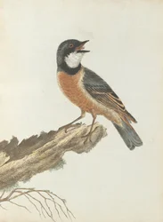 Orange breast thrush from Birds of New South Wales with their natural history by John Lewin
